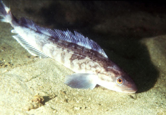 Pleurogrammus azonus